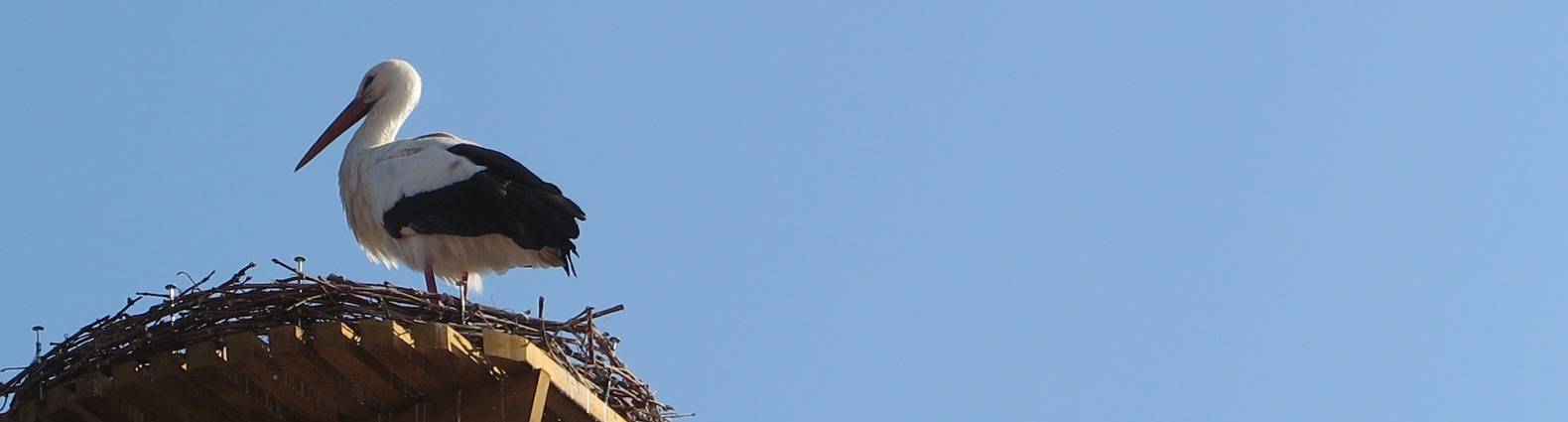 Storch in seinem Nest unter blauem Himmel