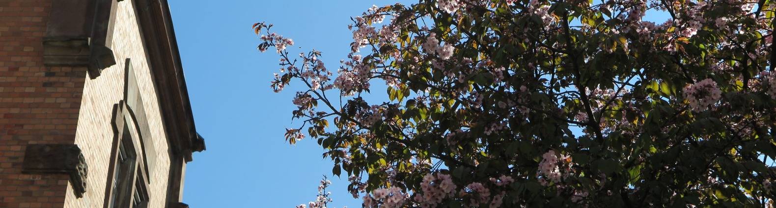 Fassade der Stadtbibliothek mit blauem Himmel und austreibenden Kirschblüten