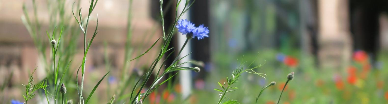 Blumenwiese vor der Stadtbibliothek mit einer blauen Kornblume im Vordergrund
