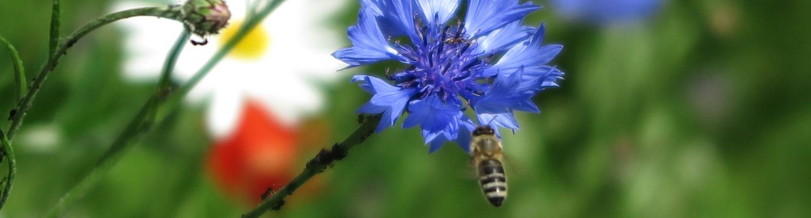 Blumenwiese vor der Stadtbibliothek mit einer blauen Kornblume samt Biene im Vordergrund
