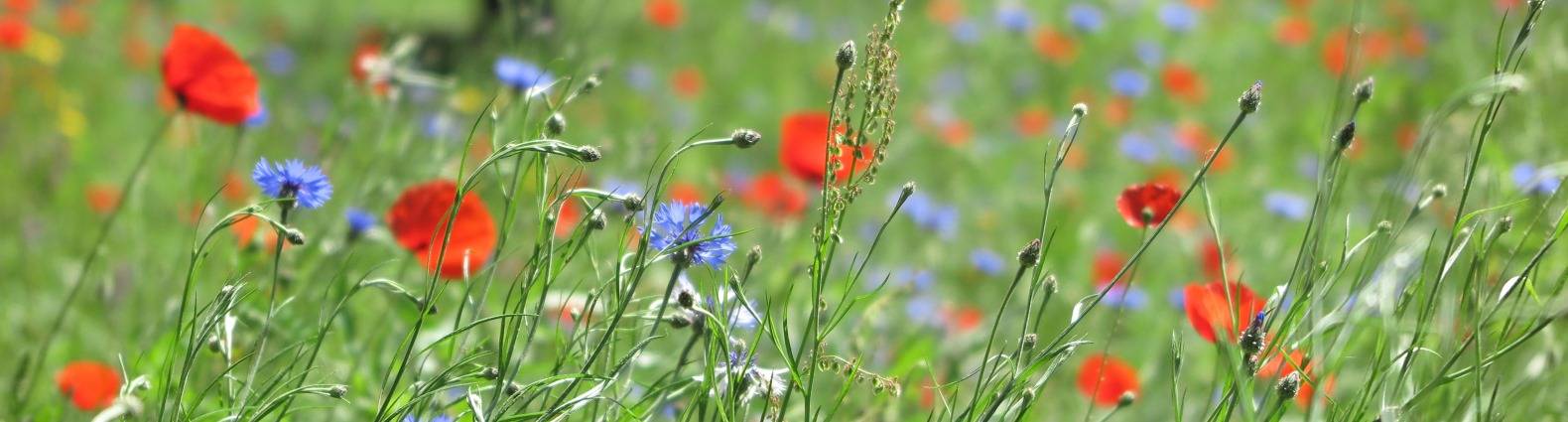 Blumenwiese vor der Stadtbibliothek mit Mohnblume und Kornblumen